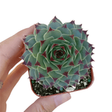 Sempervivum Calcareum - Live Hardy Succulent in 2/4/6in Pot: 4 inch