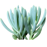 Senecio Blue Chalk Sticks - Senecio Succulent in 2in/4in Pot: 4 inch