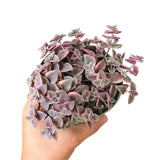 Calico Kitten Crassula 2/4/6in - Live Colorful Succulent: 4 inch