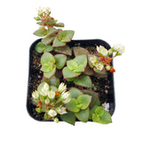 Calico Kitten Crassula 2/4/6in - Live Colorful Succulent: 4 inch