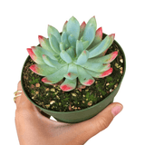 Echeveria Sedeveria Blue Elf - 2in/4in Live Succulent Plant: 4 inch