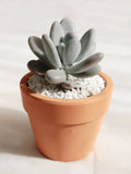 Terracotta 4.3 inch Pot - Pot with Drainage for Plants