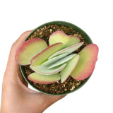 Kalanchoe Flapjacks - Live Succulents Plant 2/4 inch Pot: 4 inch