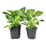 Philodendron Birkin - Live Houseplant - Indoor Plants 4/6in: 4 inch