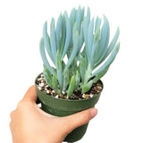 Senecio Blue Chalk Sticks - Senecio Succulent in 2in/4in Pot: 4 inch