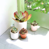 Kalanchoe Flapjacks - Live Succulents Plant 2/4 inch Pot: 4 inch