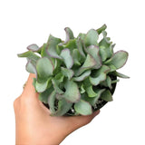 Crassula Ruffle Jade - Live Succulent in 2in/4in Pot: 4 inch