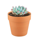 Terracotta 4.3 inch Pot - Pot with Drainage for Plants