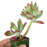 Echeveria Harmsii Ruby Slipper - Live Succulents 2/4 inch: 4 inch