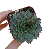 Sempervivum Calcareum - Live Hardy Succulent in 2/4/6in Pot: 4 inch