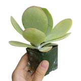 Kalanchoe Flapjacks - Live Succulents Plant 2/4 inch Pot: 4 inch