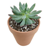 Echeveria Sedeveria Blue Elf - 2in/4in Live Succulent Plant: 4 inch