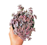 Calico Kitten Crassula 2/4/6in - Live Colorful Succulent: 4 inch