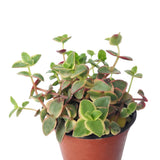 Calico Kitten Crassula 2/4/6in - Live Colorful Succulent: 4 inch